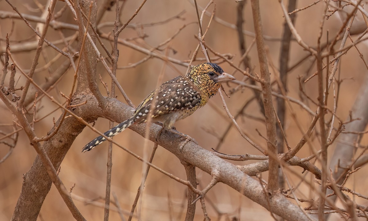 D'Arnaud's Barbet - ML638282975