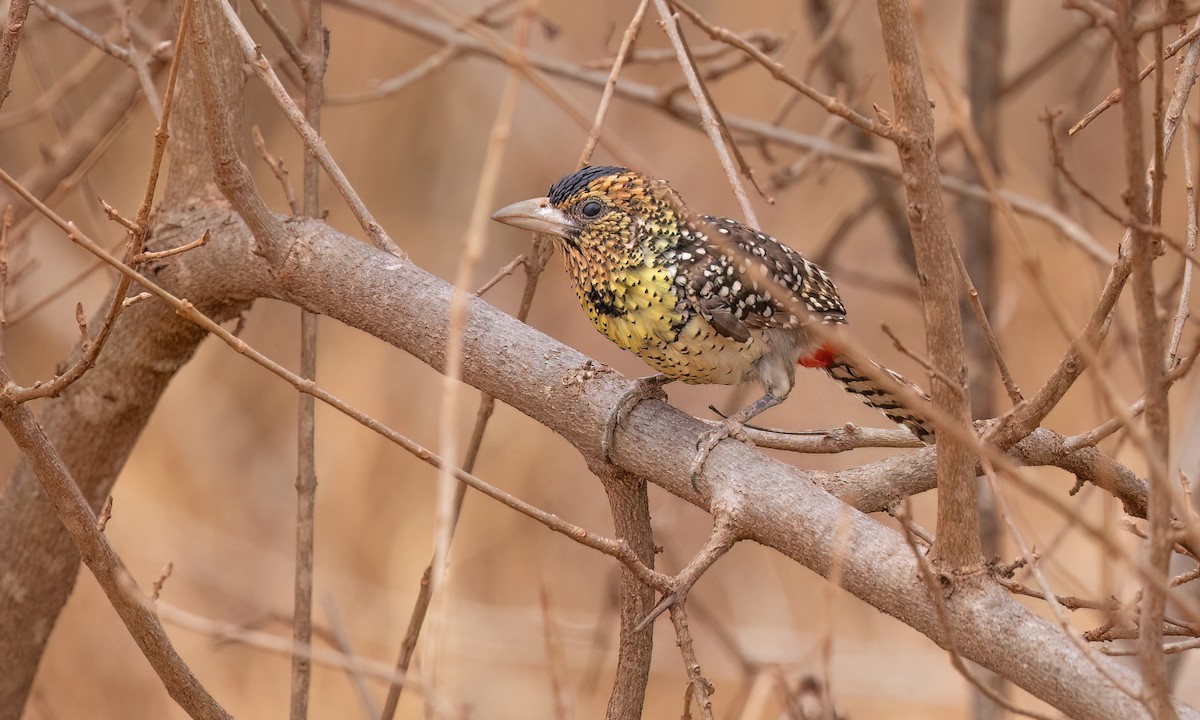 D'Arnaud's Barbet - ML638282978