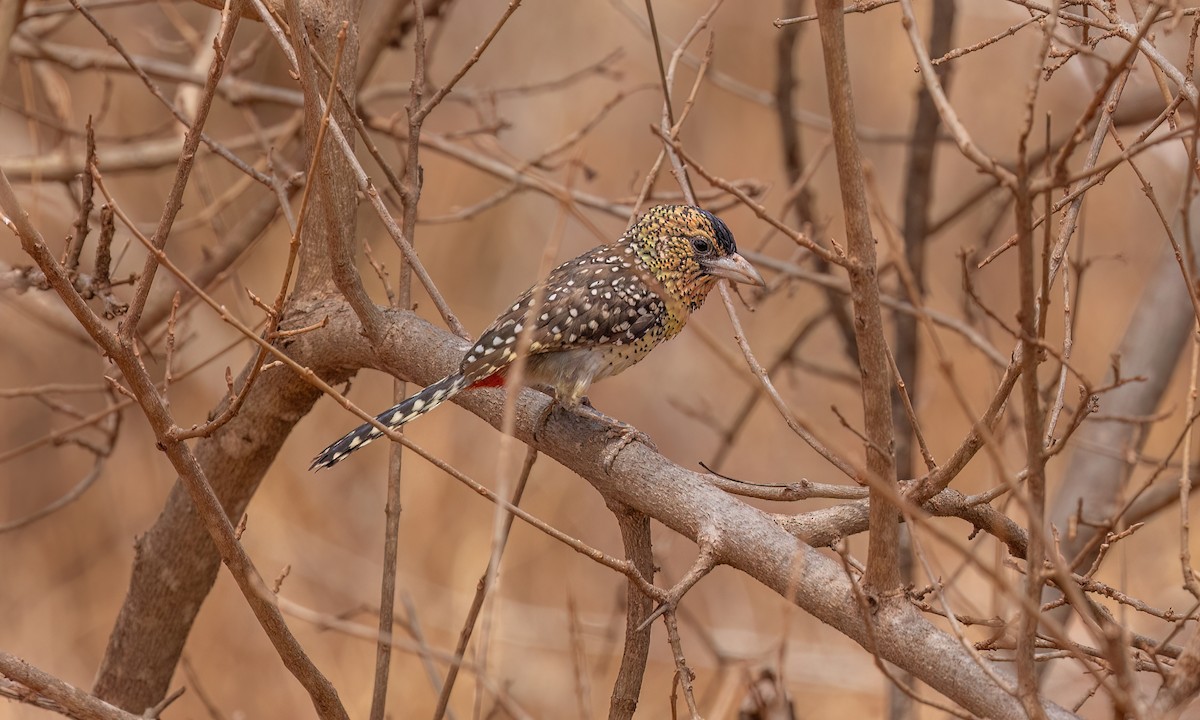 D'Arnaud's Barbet - ML638282979