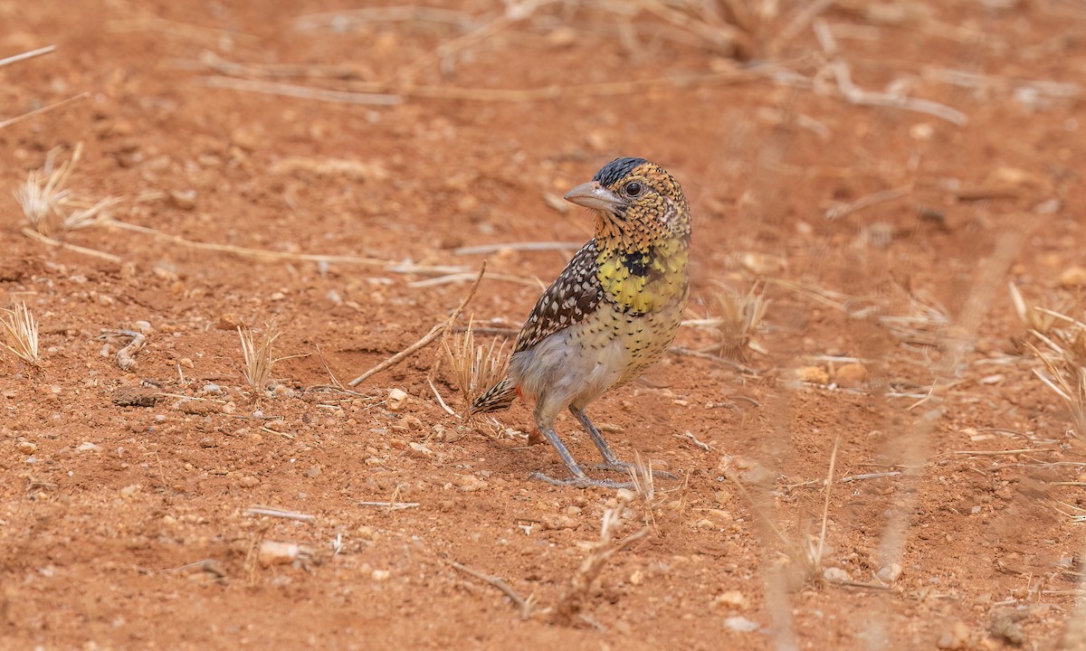 D'Arnaud's Barbet - ML638282980