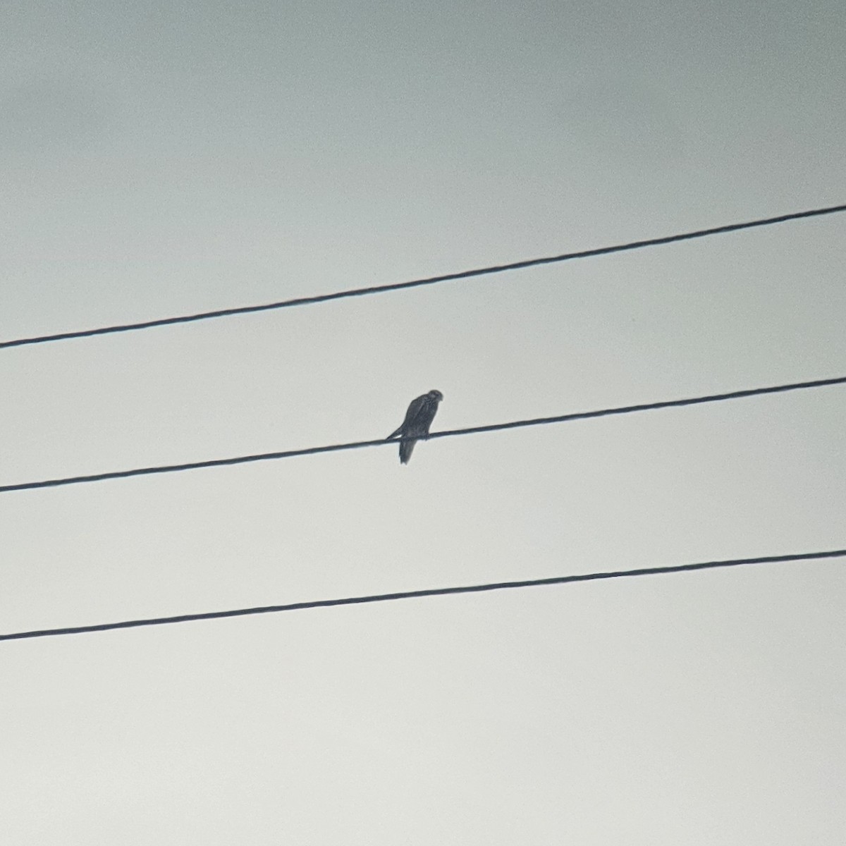 Saker Falcon - ML638283000
