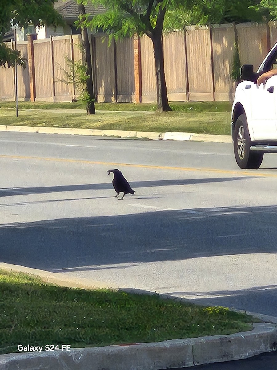 Common Raven - ML638283002