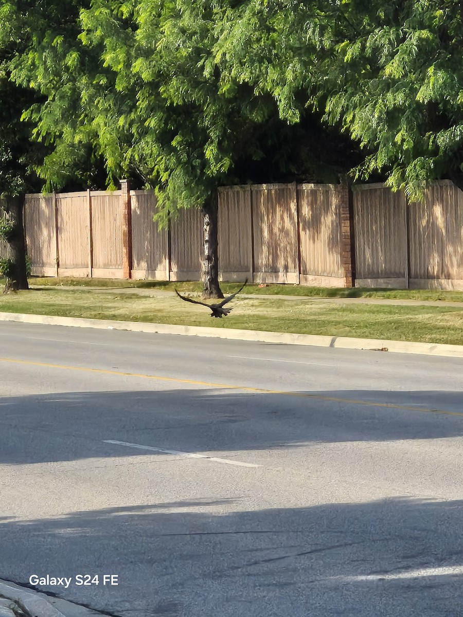 Common Raven - ML638283003