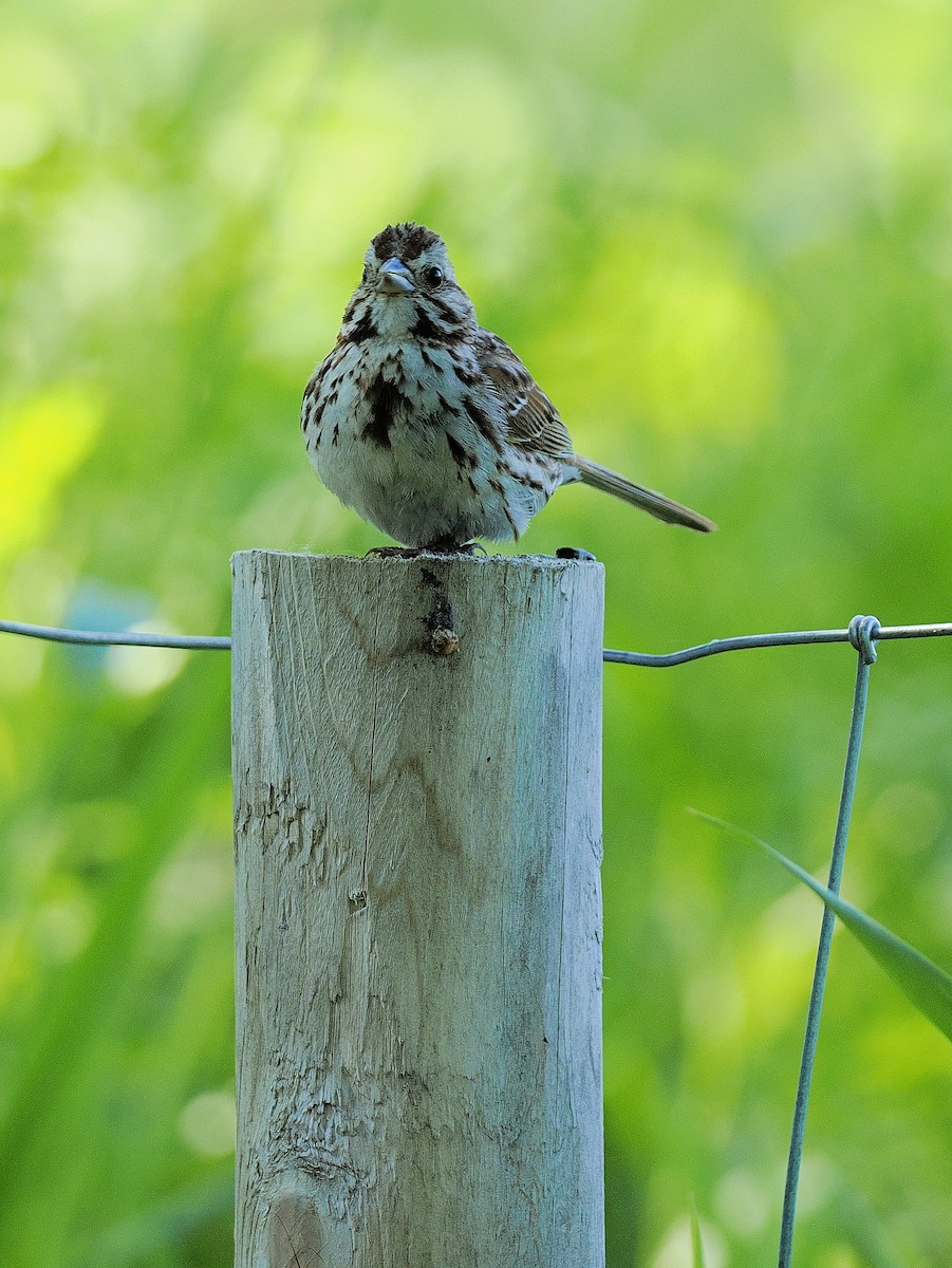 Song Sparrow - ML638283008