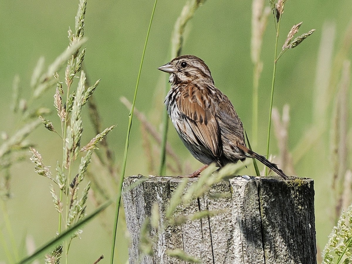 Song Sparrow - ML638283009