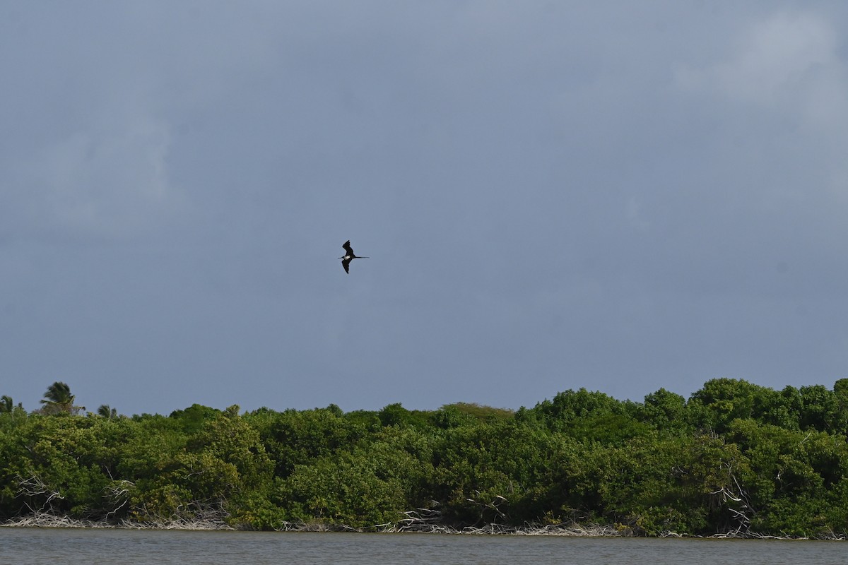 Magnificent Frigatebird - ML638283013