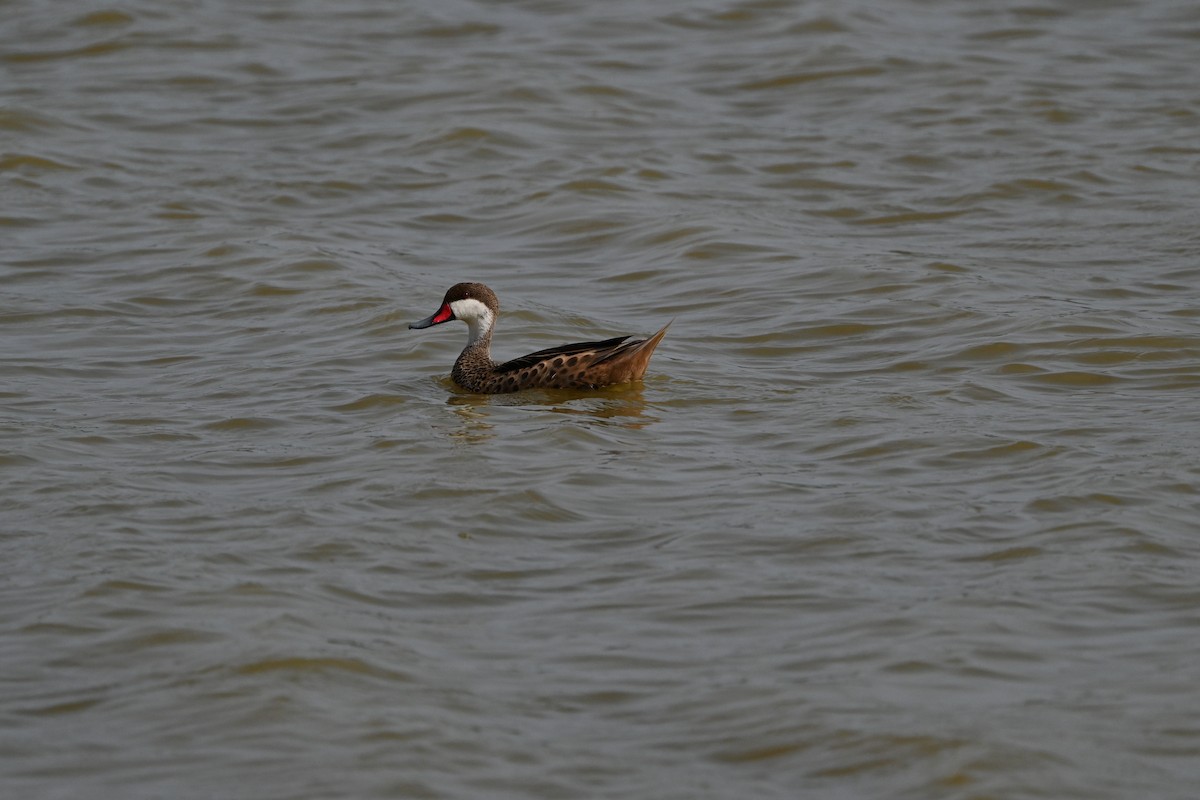 White-cheeked Pintail - ML638283017