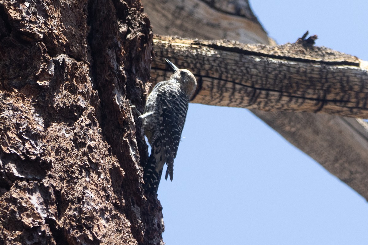 Williamson's Sapsucker - ML638283020