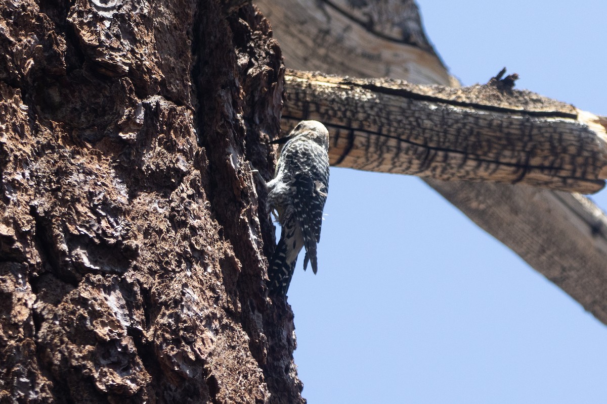 Williamson's Sapsucker - ML638283022