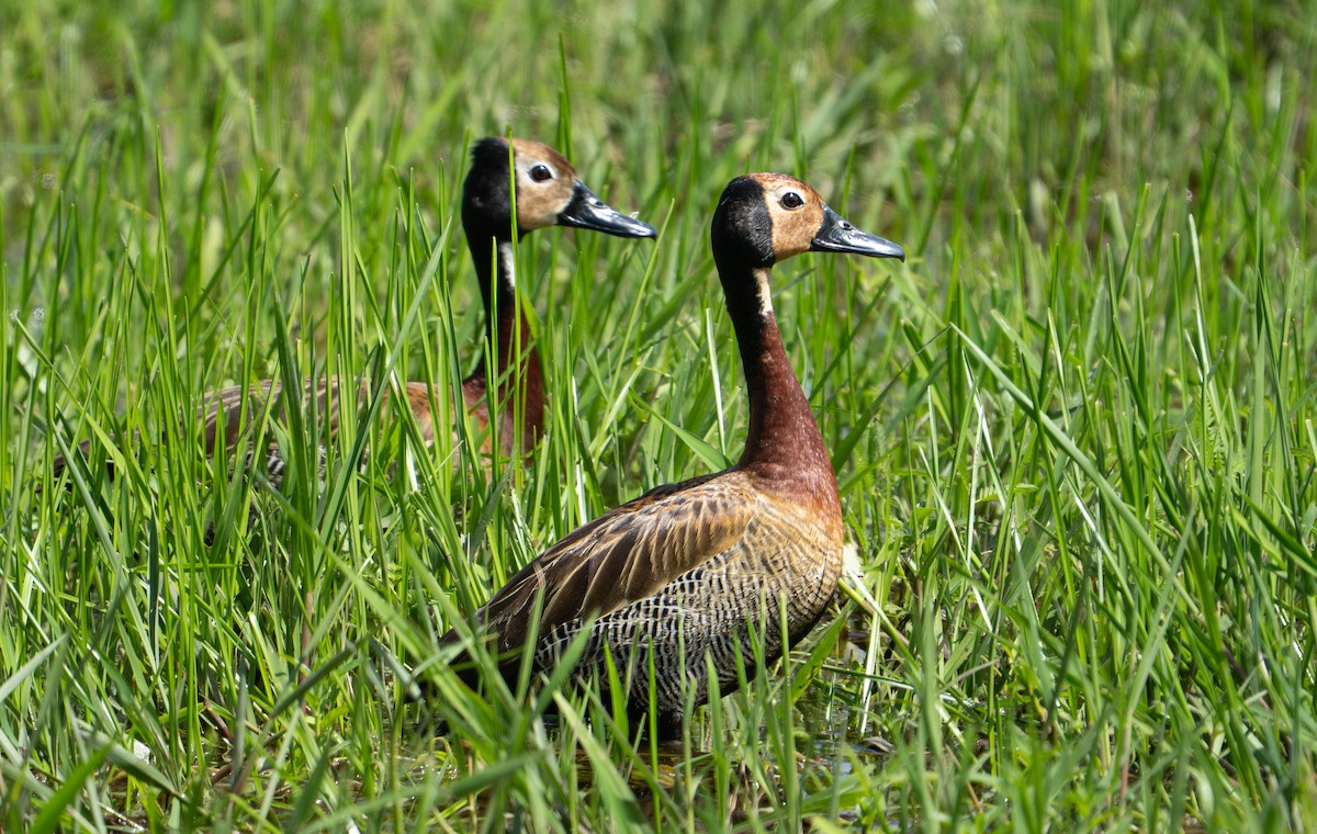 White-faced Whistling-Duck - ML638283023