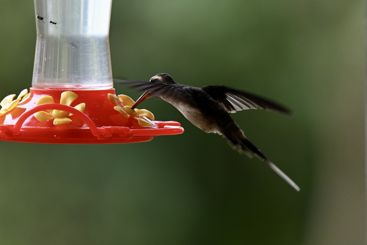 Great-billed Hermit (Amazonian) - ML638283024