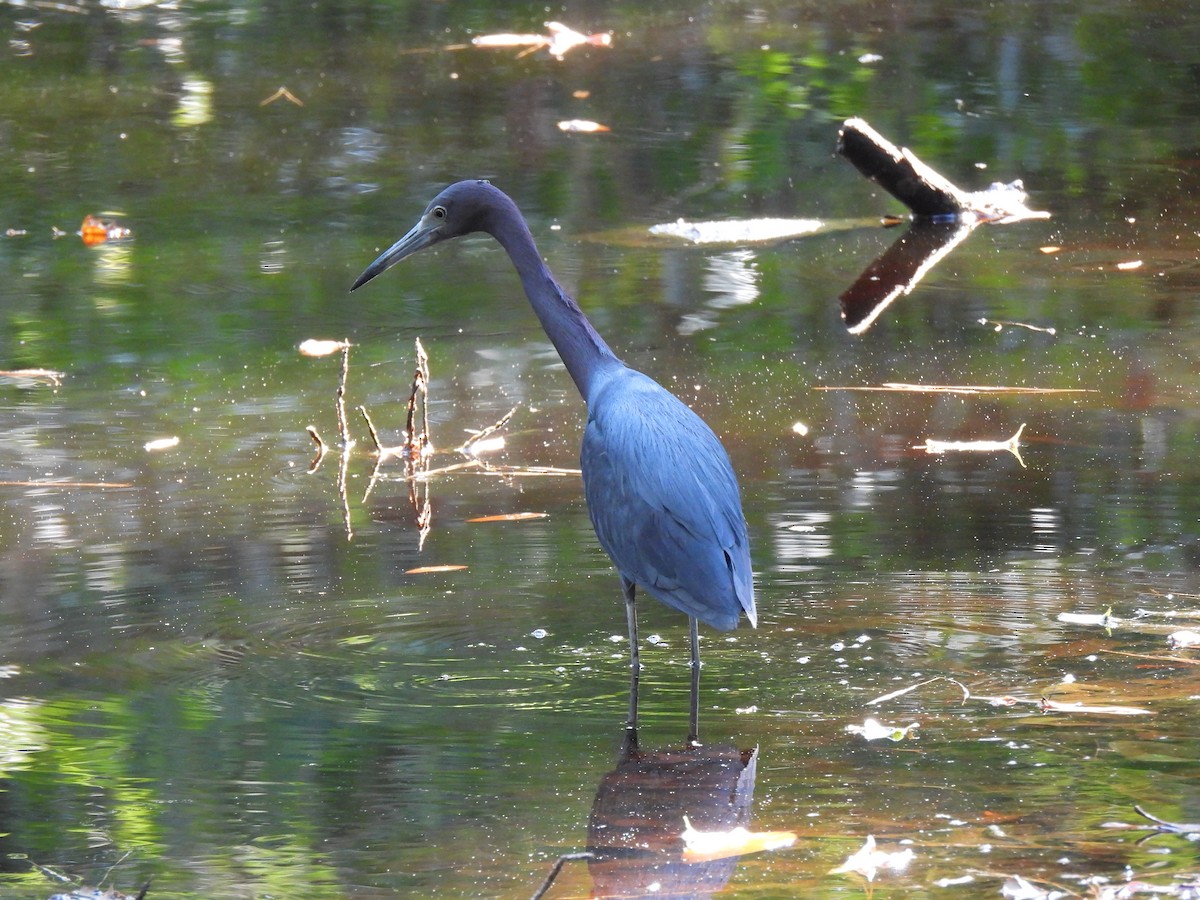 Little Blue Heron - ML638283033