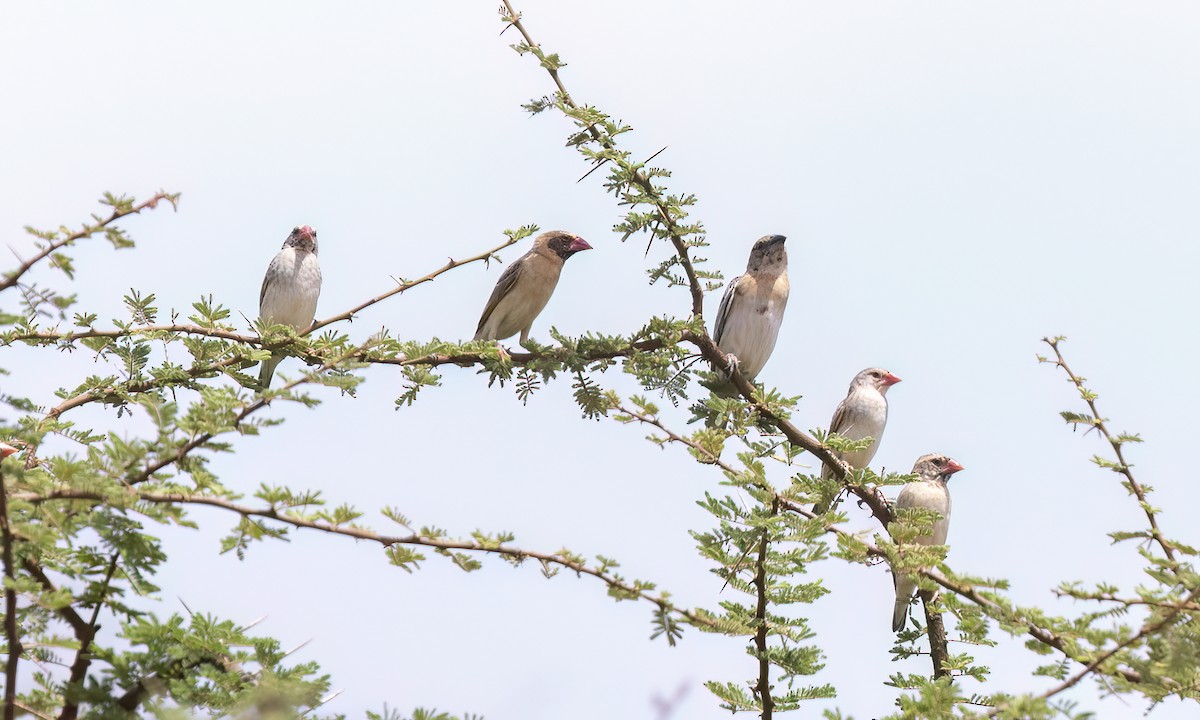 Red-billed Quelea - ML638283036