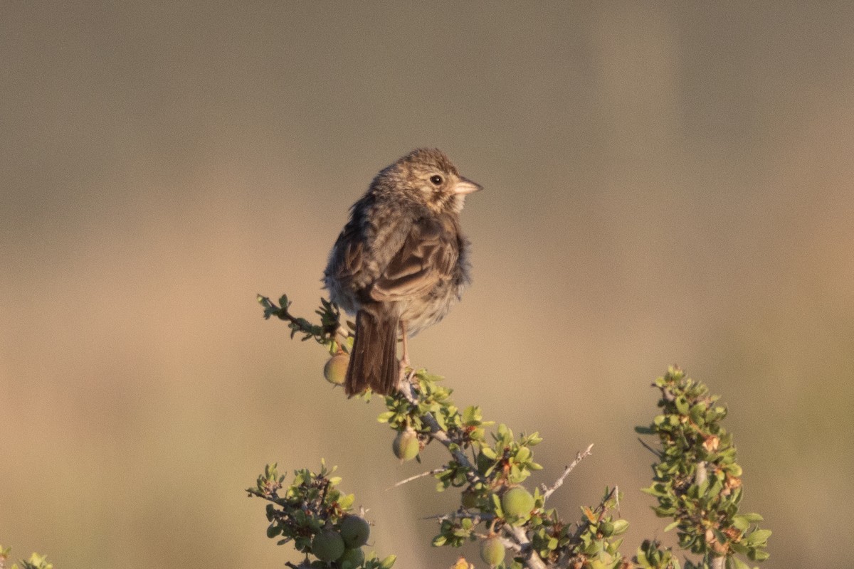 Vesper Sparrow - ML638283042
