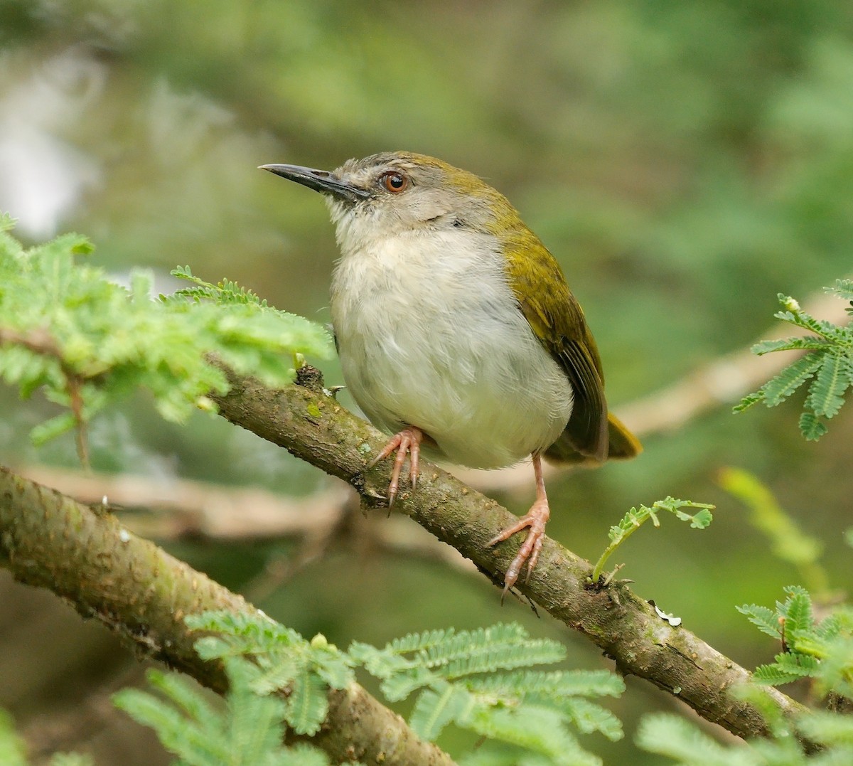 Green-backed Camaroptera (Green-backed) - ML638283053