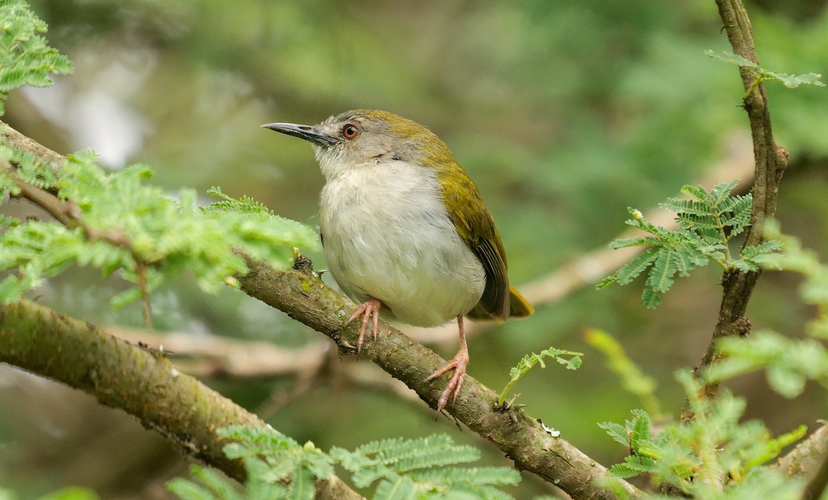 Green-backed Camaroptera (Green-backed) - ML638283054