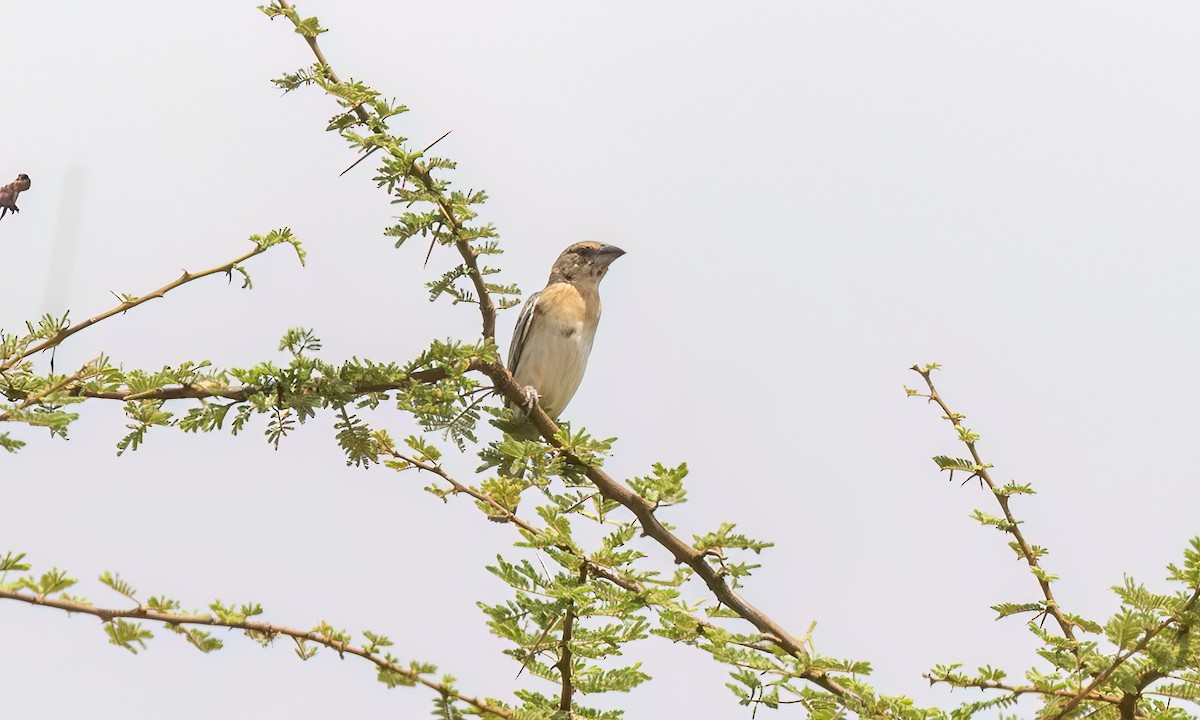 Chestnut Weaver - ML638283058