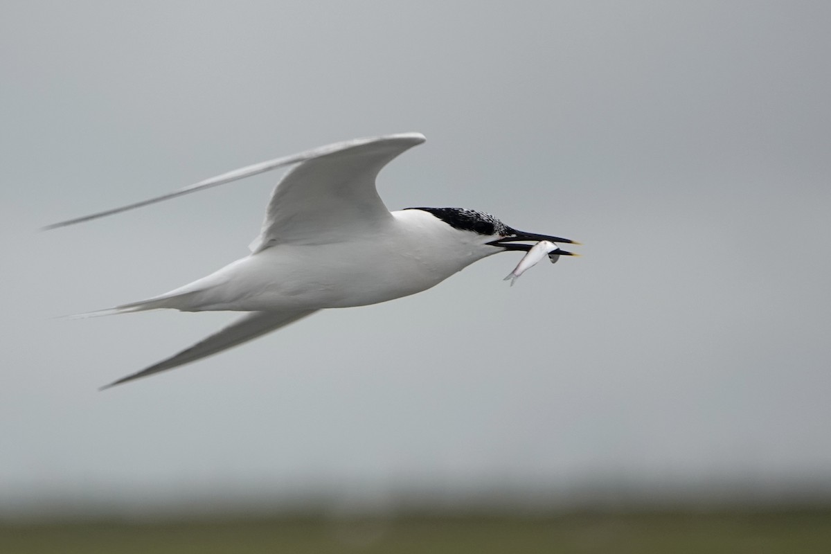 Sandwich Tern - ML638283064
