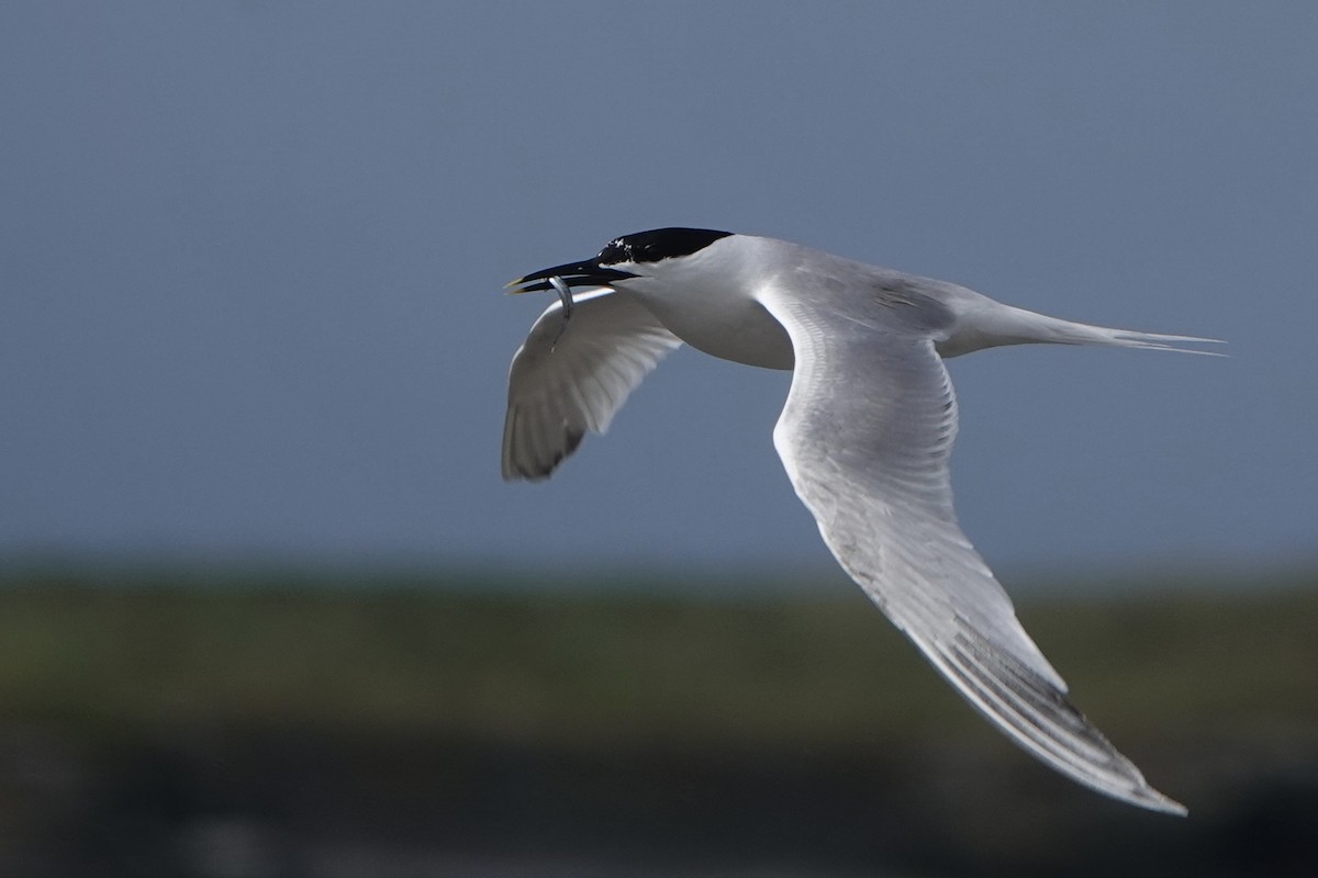 Sandwich Tern - ML638283065