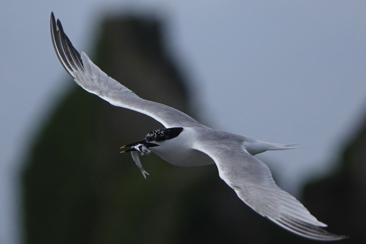 Sandwich Tern - ML638283067