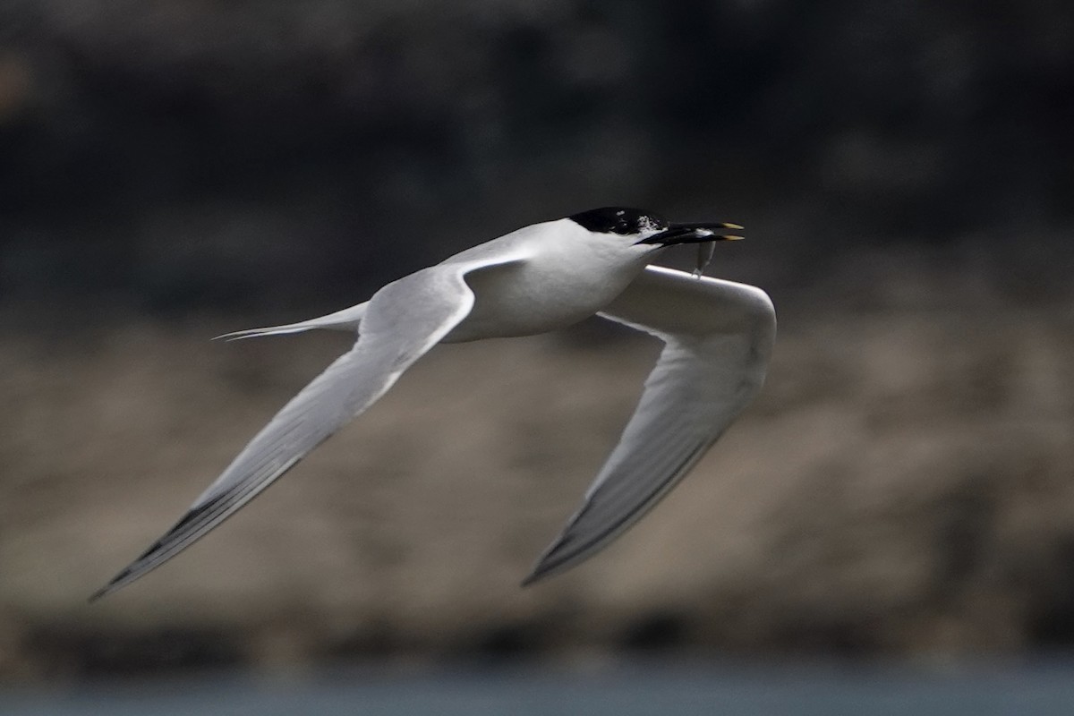 Sandwich Tern - ML638283068