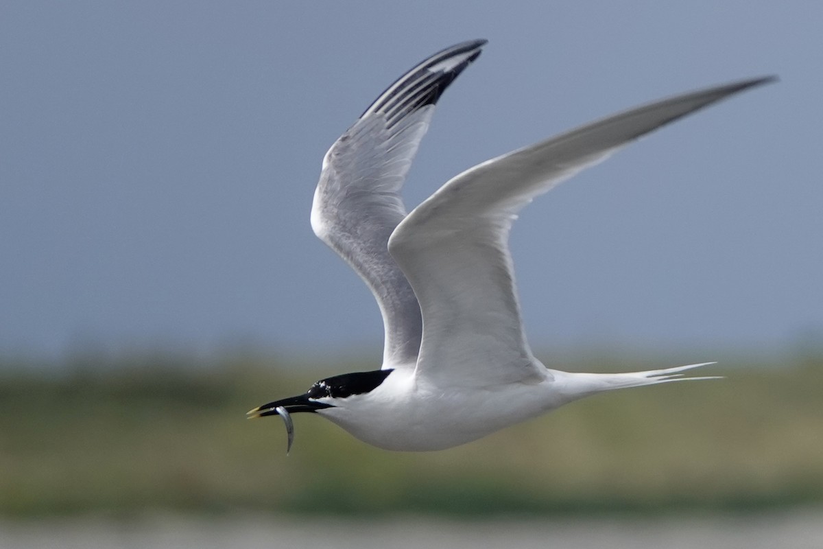 Sandwich Tern - ML638283069