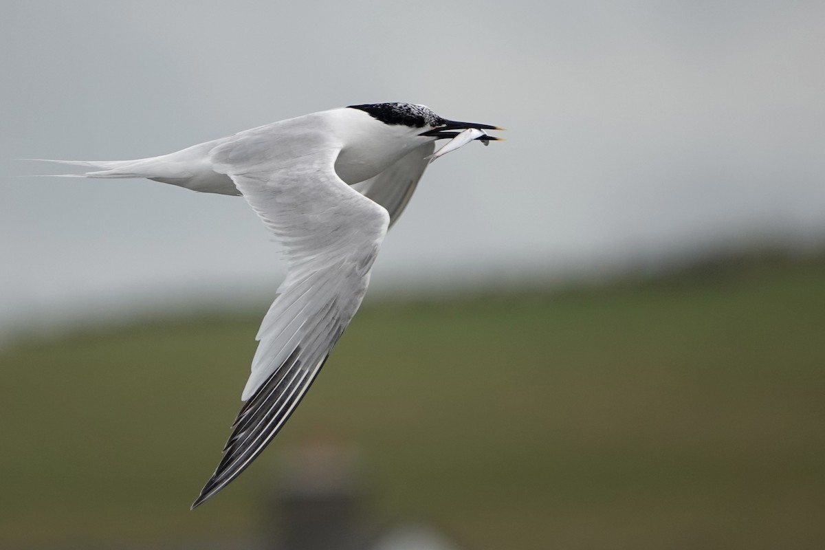 Sandwich Tern - ML638283070