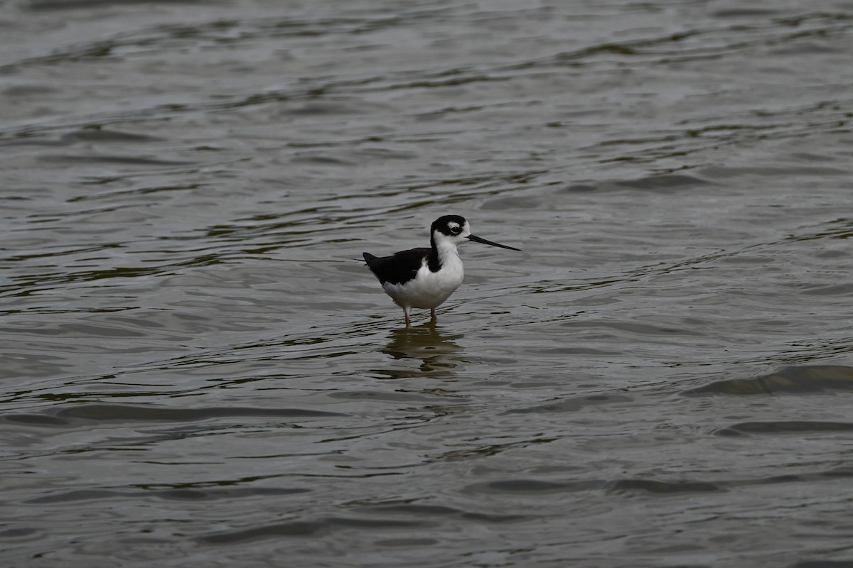 Black-necked Stilt - ML638283073