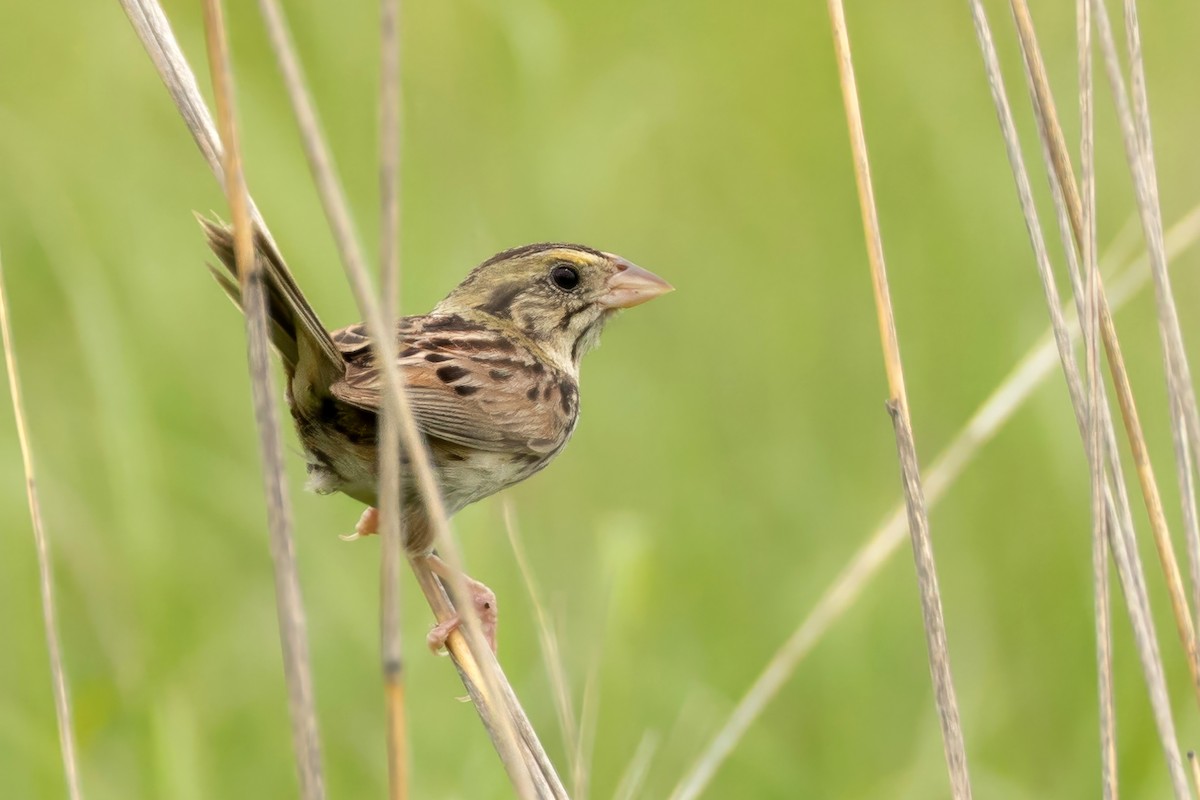 Henslow's Sparrow - ML638283081