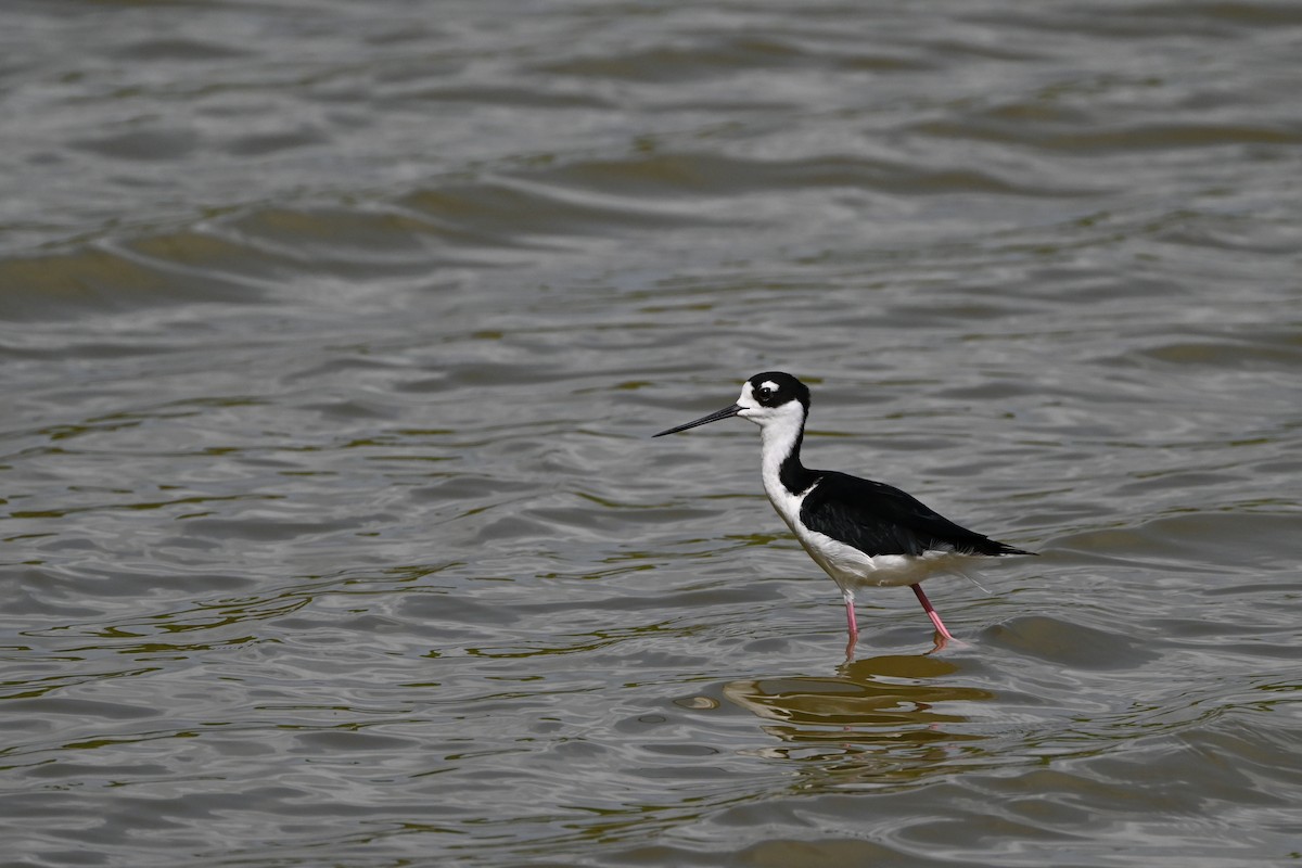 Black-necked Stilt - ML638283082