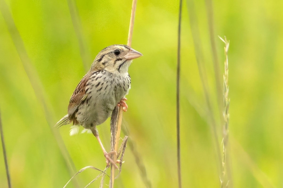 Henslow's Sparrow - ML638283086