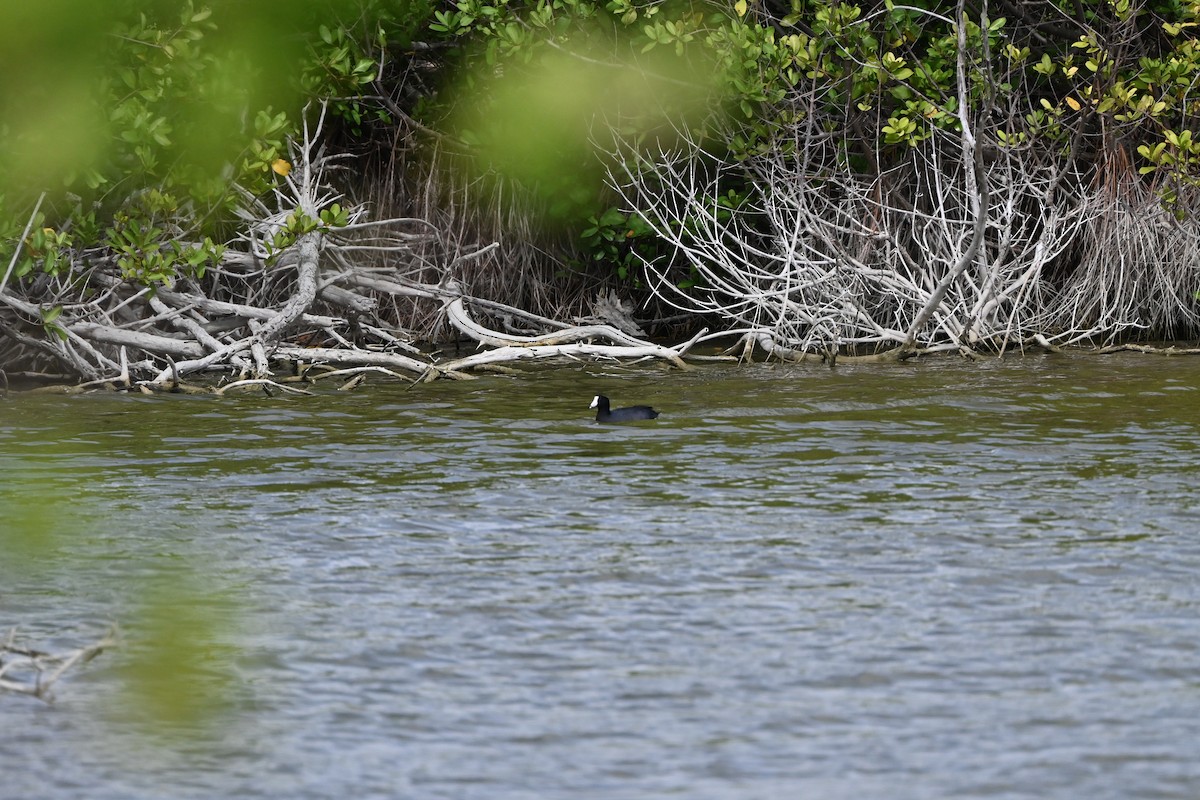 American Coot - ML638283090