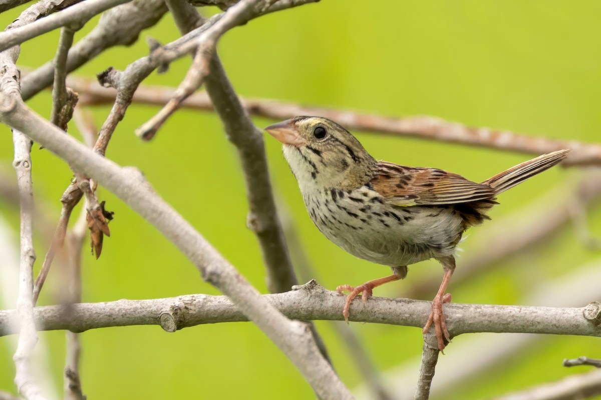 Henslow's Sparrow - ML638283092