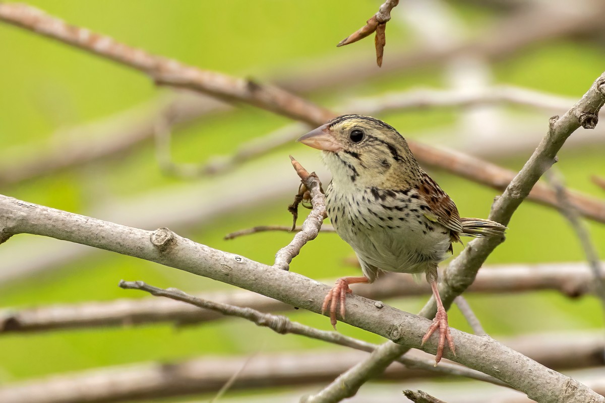 Henslow's Sparrow - ML638283093