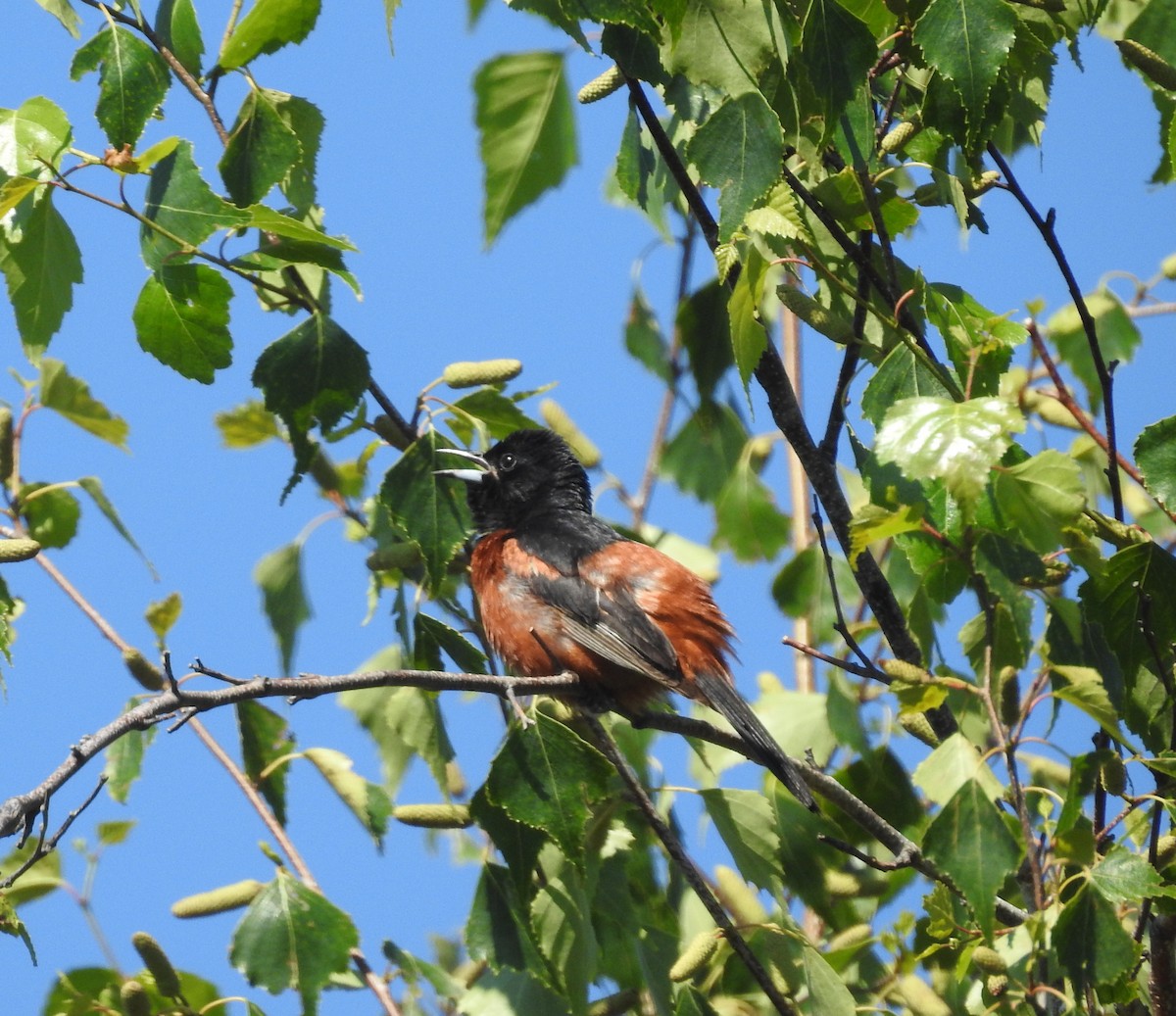Orchard Oriole - ML638283094