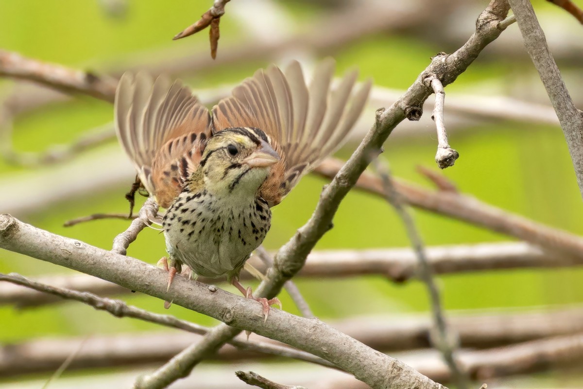 Henslow's Sparrow - ML638283095