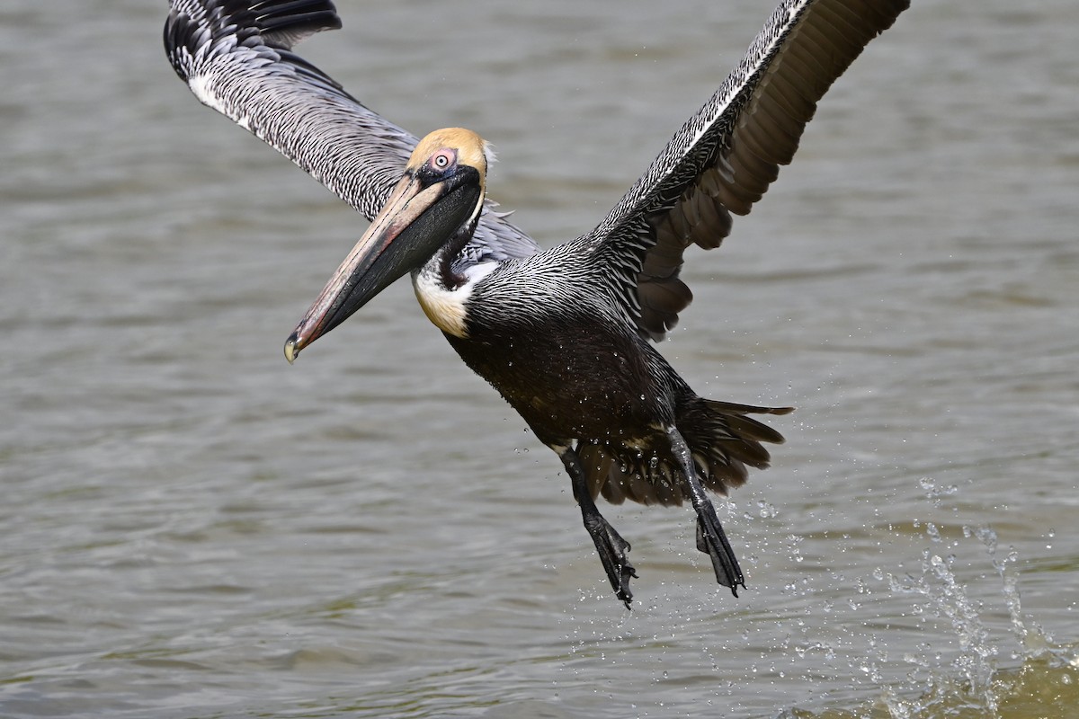 Brown Pelican - ML638283103
