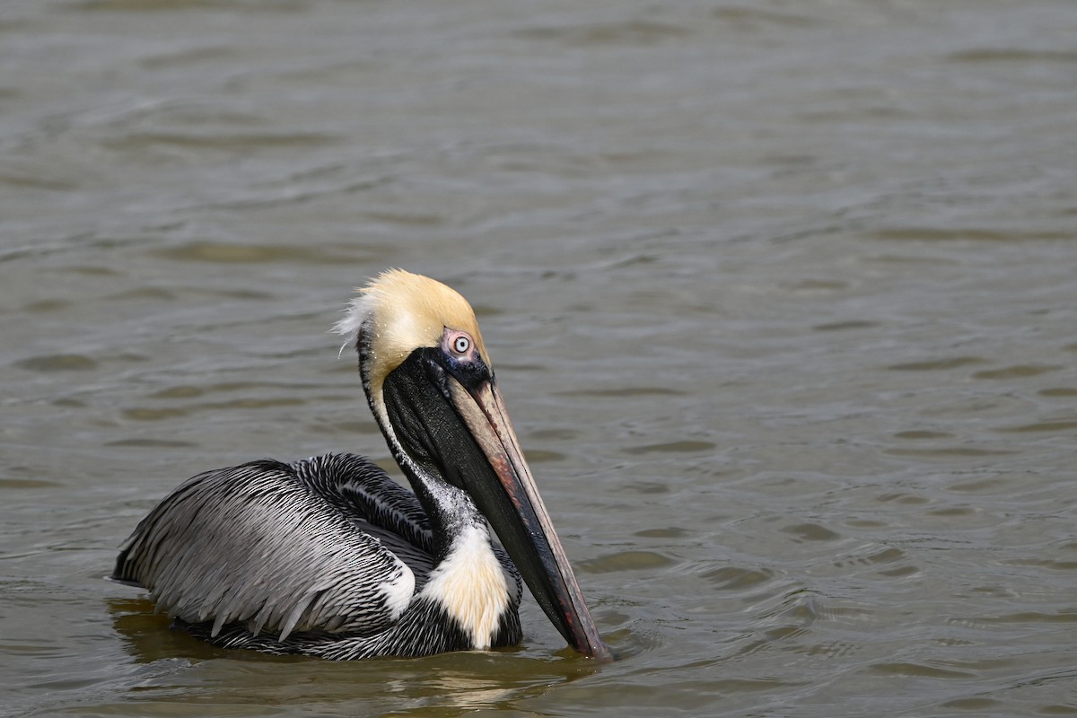 Brown Pelican - ML638283104