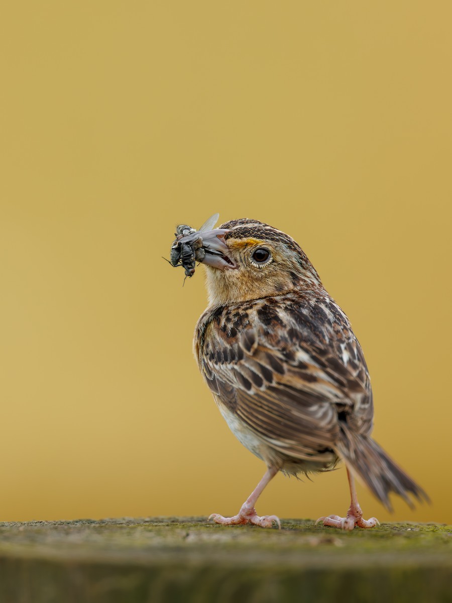 Grasshopper Sparrow - ML638283110