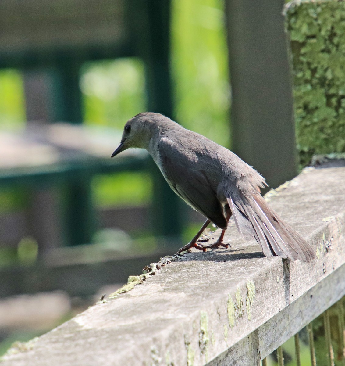 Gray Catbird - ML638283115