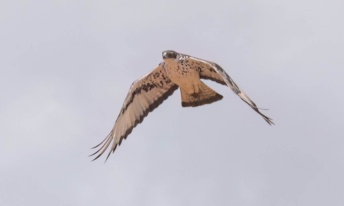 African Hawk-Eagle - ML638283131