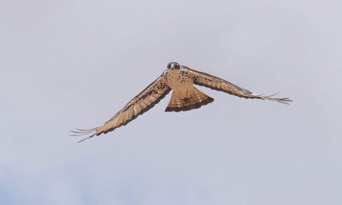 African Hawk-Eagle - ML638283132
