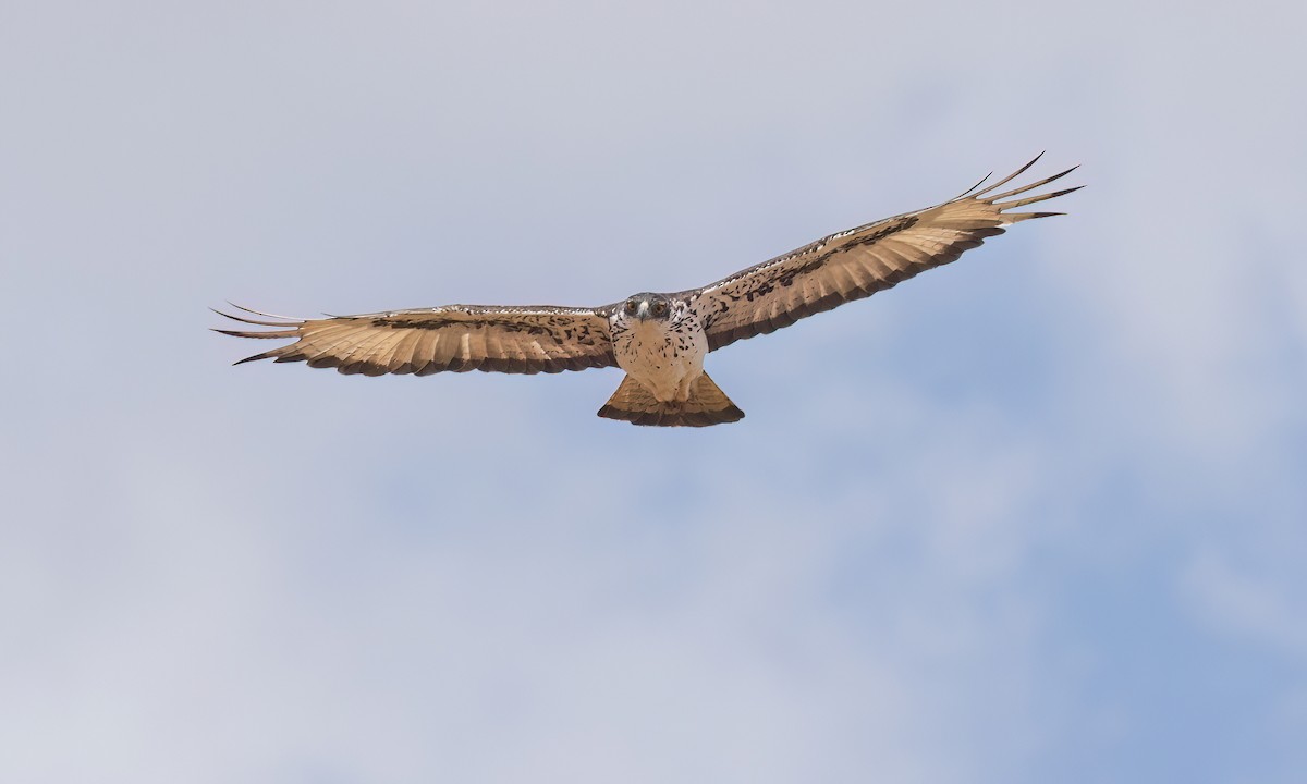 African Hawk-Eagle - ML638283133