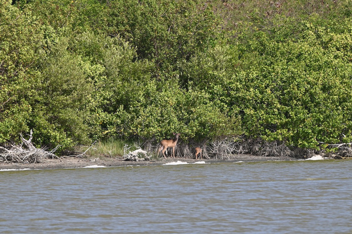 White-tailed Deer - ML638283138