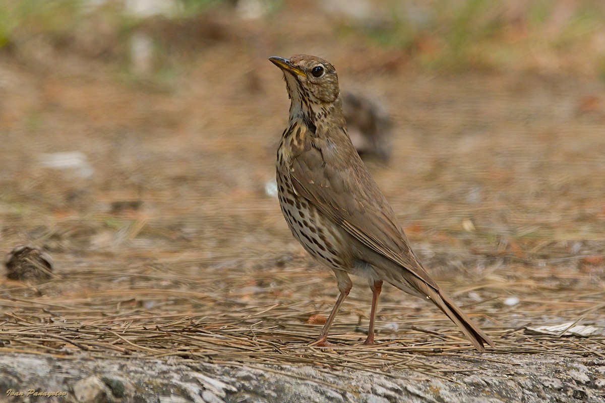 Song Thrush - ML638283142