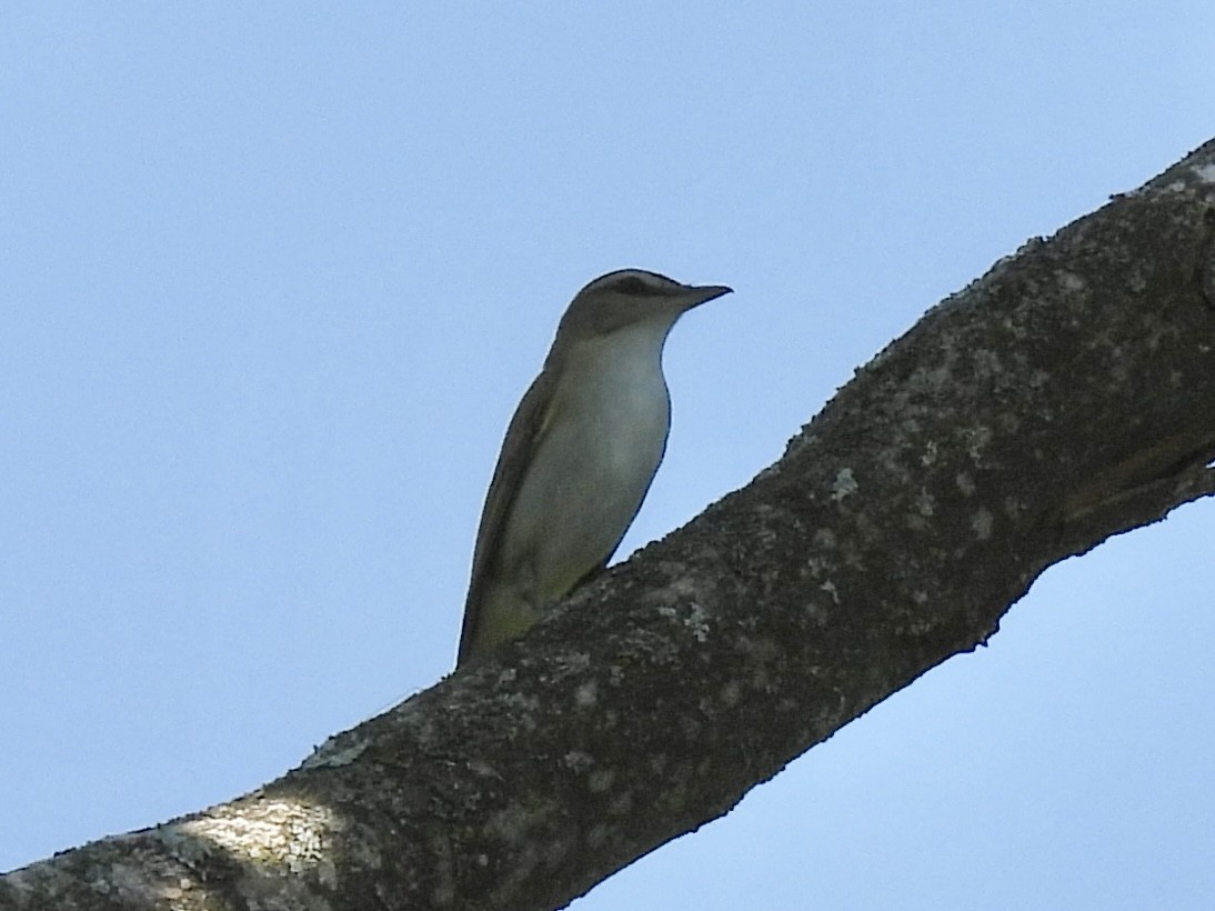 Red-eyed Vireo - ML638283149