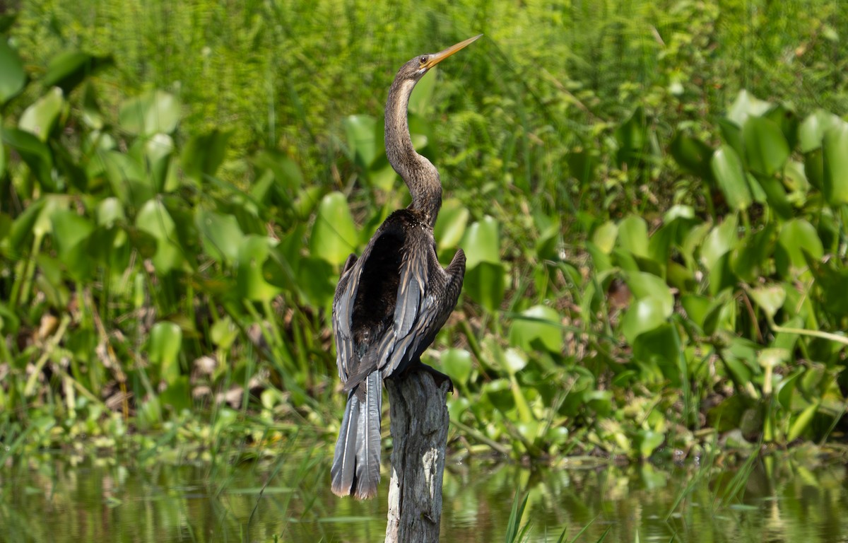 Anhinga - ML638283151