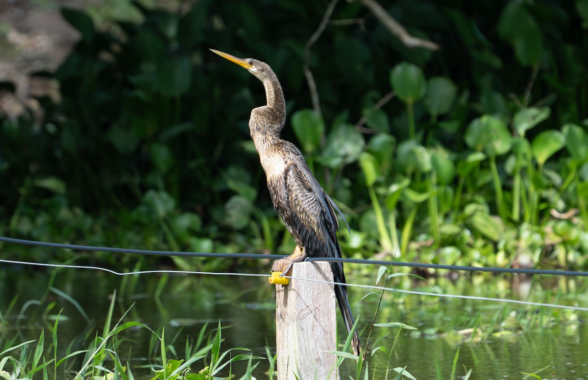Anhinga - ML638283152