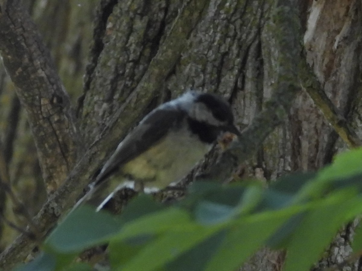 Black-capped Chickadee - ML638283153