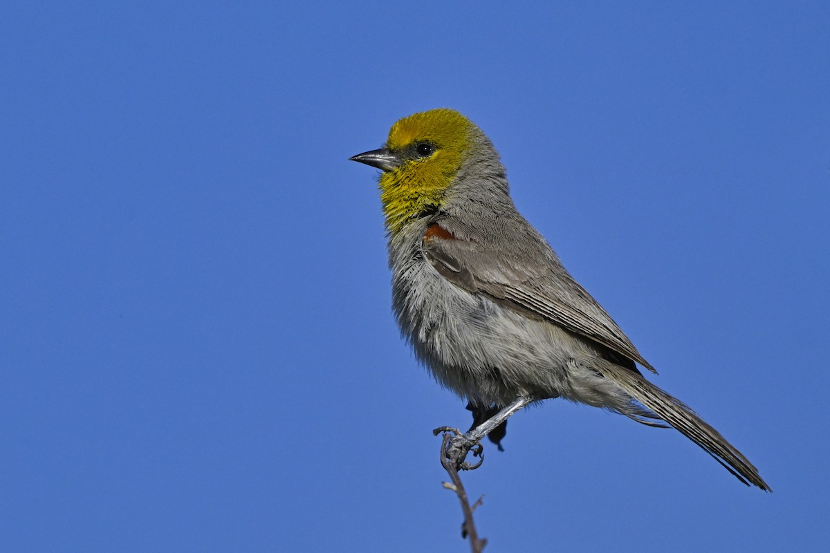 Verdin - ML638283160